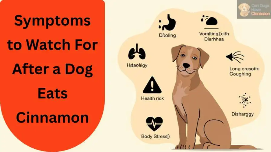 symptoms to watch for afetr a dog eats cinnamon