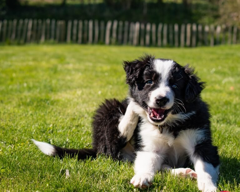 Are Cinnamon Brooms Safe for Dogs? Complete Safety Guide